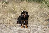 CAVALIER KING CHARLES 062